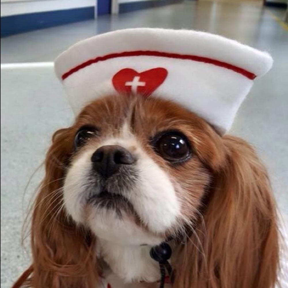 Meet your Posher, Sofia